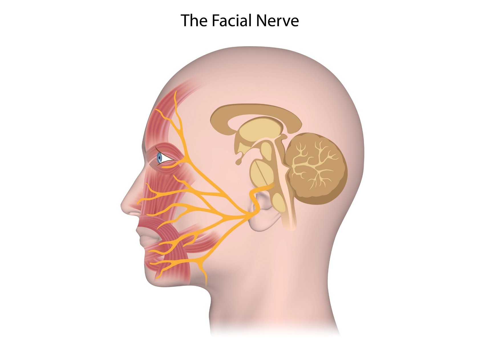 Невропатия затылочного. Лицевой нерв. Лицевой неврит. Неврит тройничного нерва.